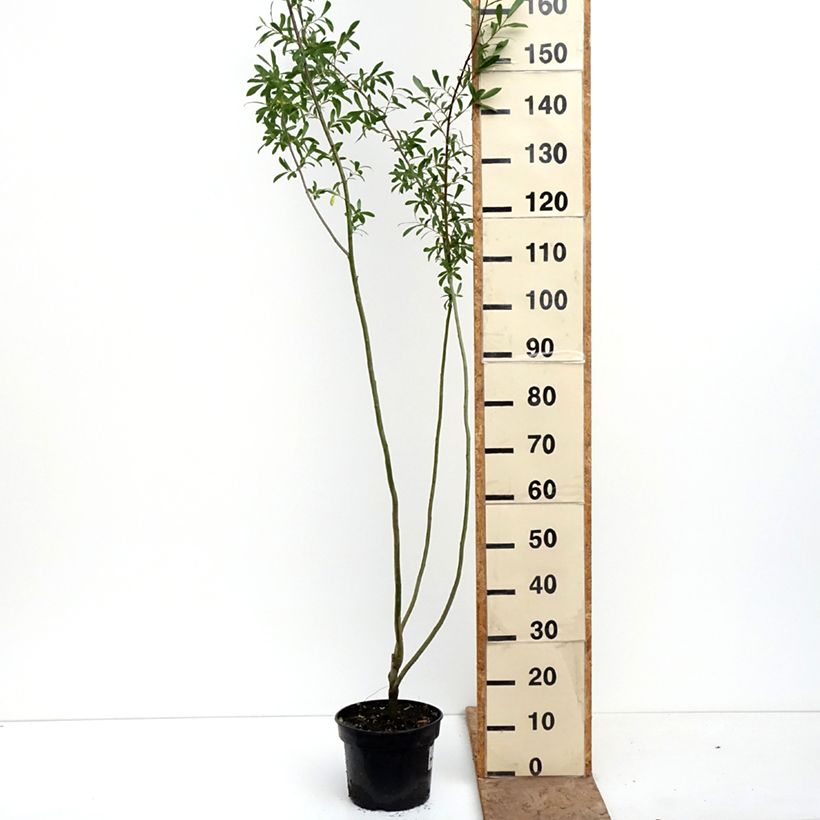 Salix aurita Büchelberg - Sauce Maceta 4L/5L Ejemplar entregado en la primavera