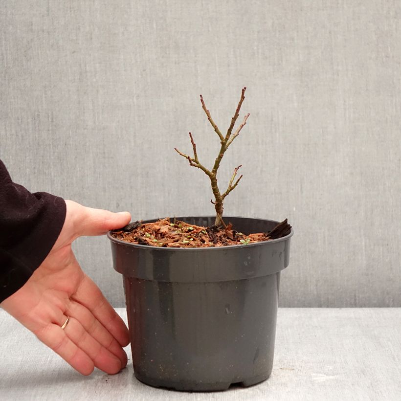 Salix Boydii - Sauce enano Maceta 2L/3L Ejemplar entregado en invierno