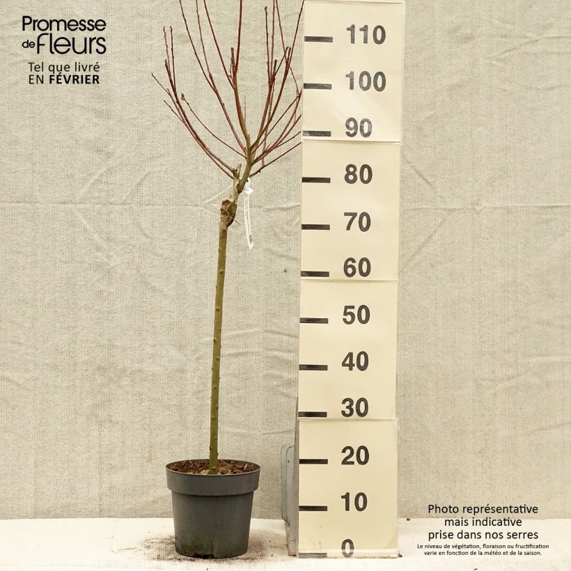 Salix caprea Gold-Bienenkätzchen - Sauce cabruno Maceta 3L/4L Ejemplar entregado en invierno