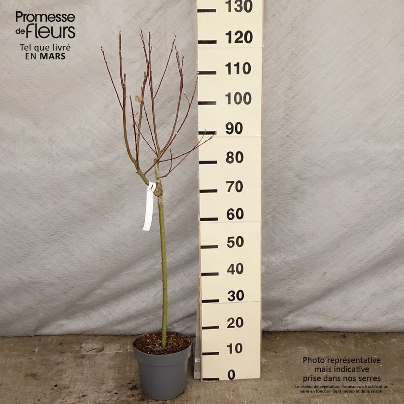 Salix caprea Gold-Bienenkätzchen - Sauce cabruno Maceta 3L/4L Ejemplar entregado en la primavera