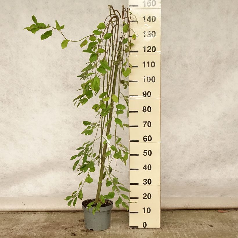 Ejemplar de Salix caprea Kilmarnock - Sauce cabruno llorón Maceta 4L/5L, Tallo entregado en verano