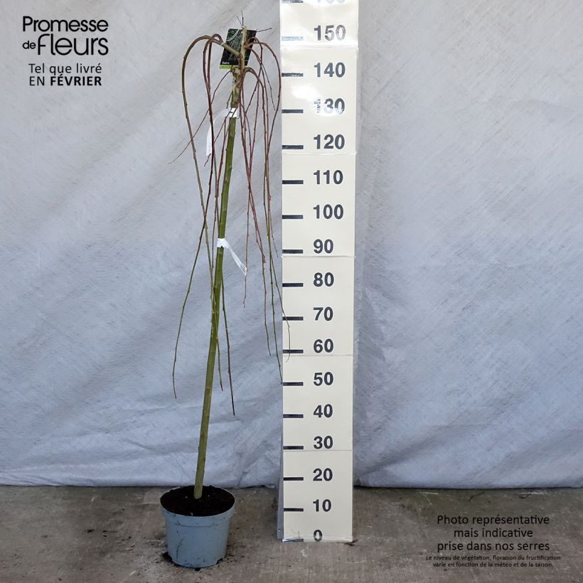 Salix caprea Kilmarnock - Sauce cabruno llorón Maceta 4L/5L Ejemplar entregado en invierno