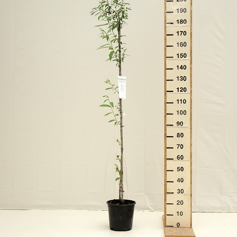 Salix caprea - Sauce cabruno Maceta 7,5L/10L Ejemplar entregado en la primavera