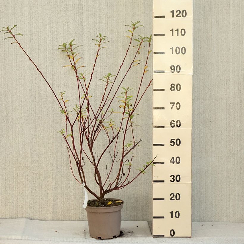 Ejemplar de Salix gracilistyla Mount Aso - Sauce Maceta 4L/5L entregado en otoño