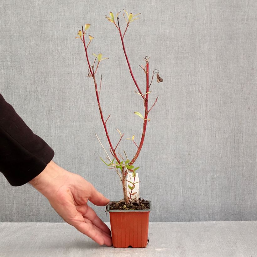 Ejemplar de Salix gracilistyla Mount Aso - Sauce Maceta de 8/9 cm entregado en otoño