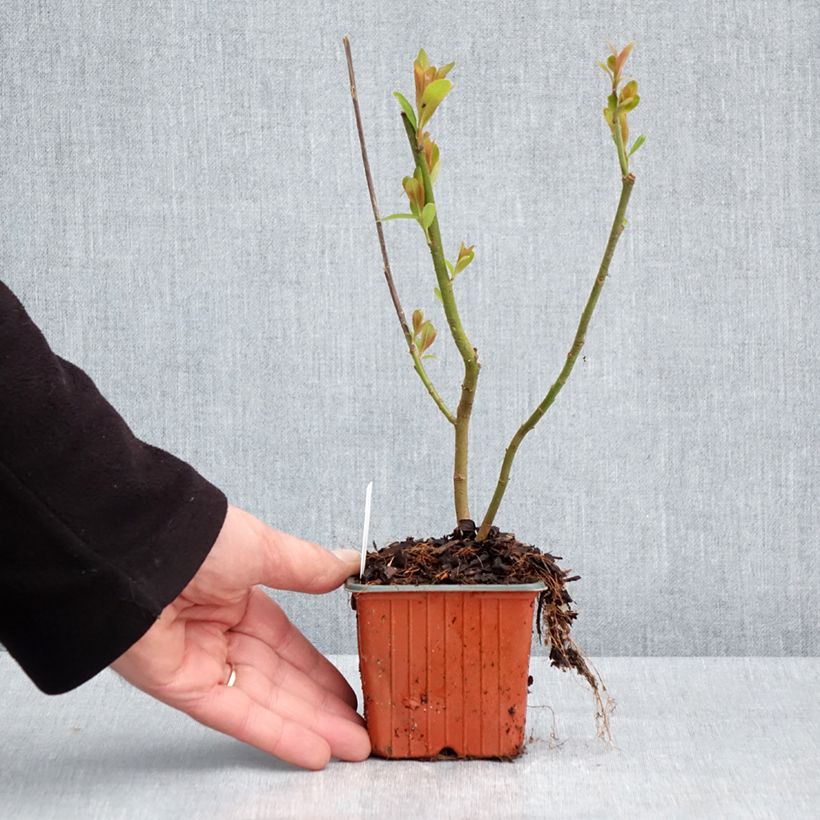 Salix gracilistyla Mount Aso - Sauce Maceta de 8/9 cm Ejemplar entregado en la primavera