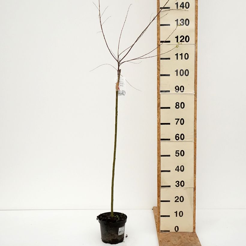 Ejemplar de Salix cinerea Tricolor - Saule cendré Maceta 3L/4L, Tallo entregado en otoño