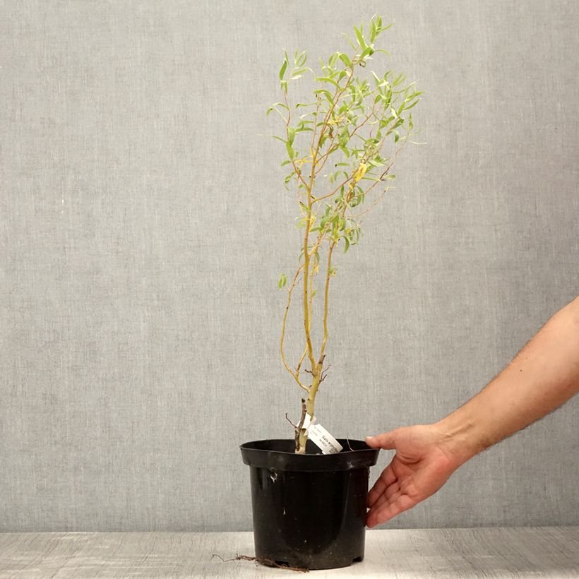 Ejemplar de Salix erythroflexuosa - Sauce eléctrico Maceta 3L/4L entregado en verano
