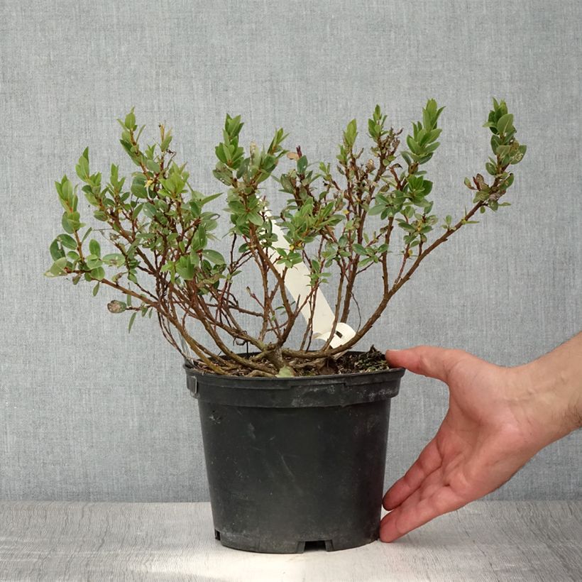 Ejemplar de Salix hastata Wehrhahnii - Sauce hastado Maceta 2L/3L entregado en verano