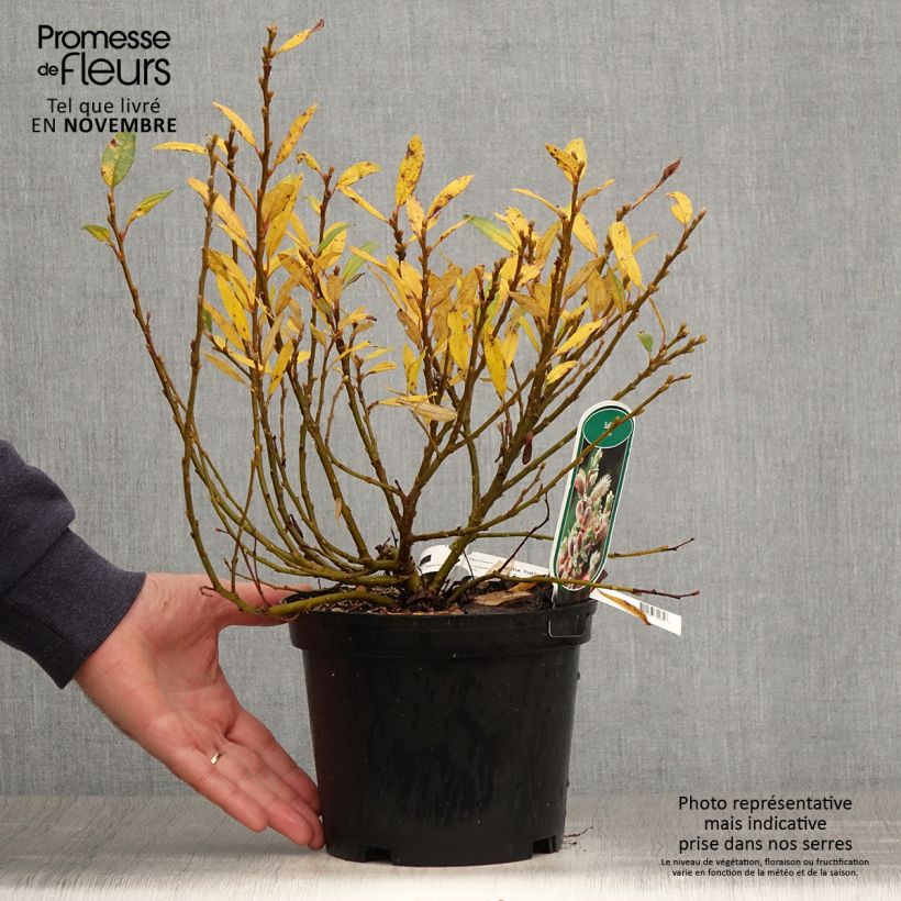 Ejemplar de Salix helvetica - Sauce suizo Maceta 2L/3L entregado en otoño