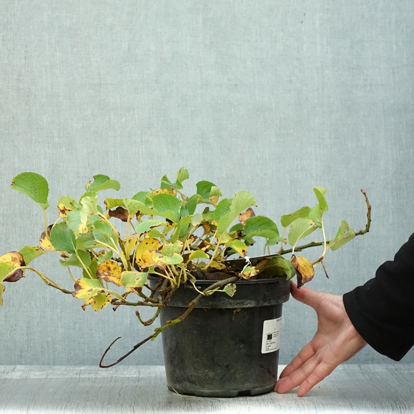 Ejemplar de Saule rampant des îles Kouriles -Salix kurilensis Pot de 4L/5L entregado en otoño