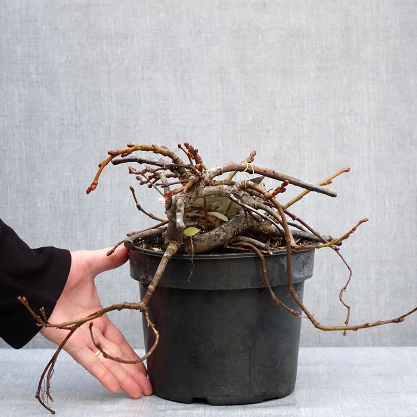 Salix kurilensis - Sauce Maceta 4L/5L Ejemplar entregado en invierno