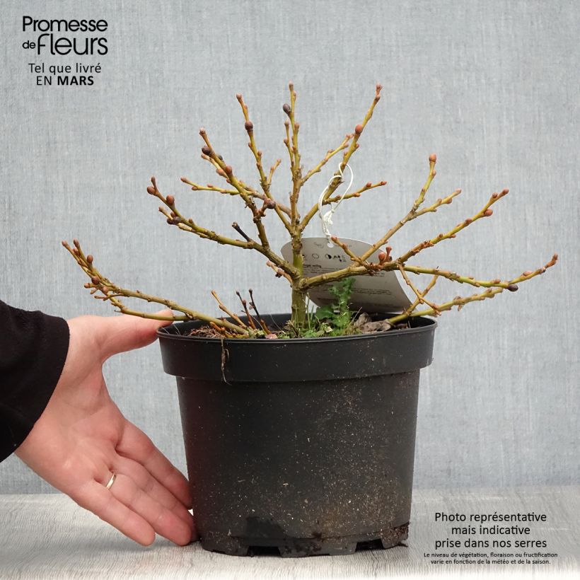 Salix lanata - Sauce Maceta 2L/3L Ejemplar entregado en la primavera