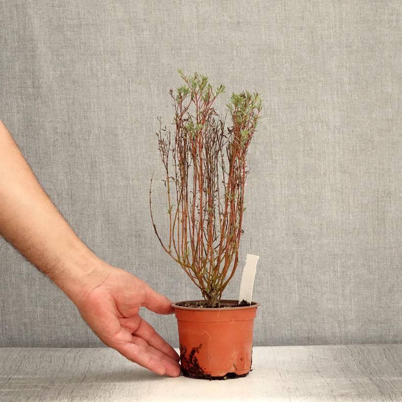 Ejemplar de Salix purpurea Nana - Mimbrera púrpura Maceta de 8/9 cm entregado en verano
