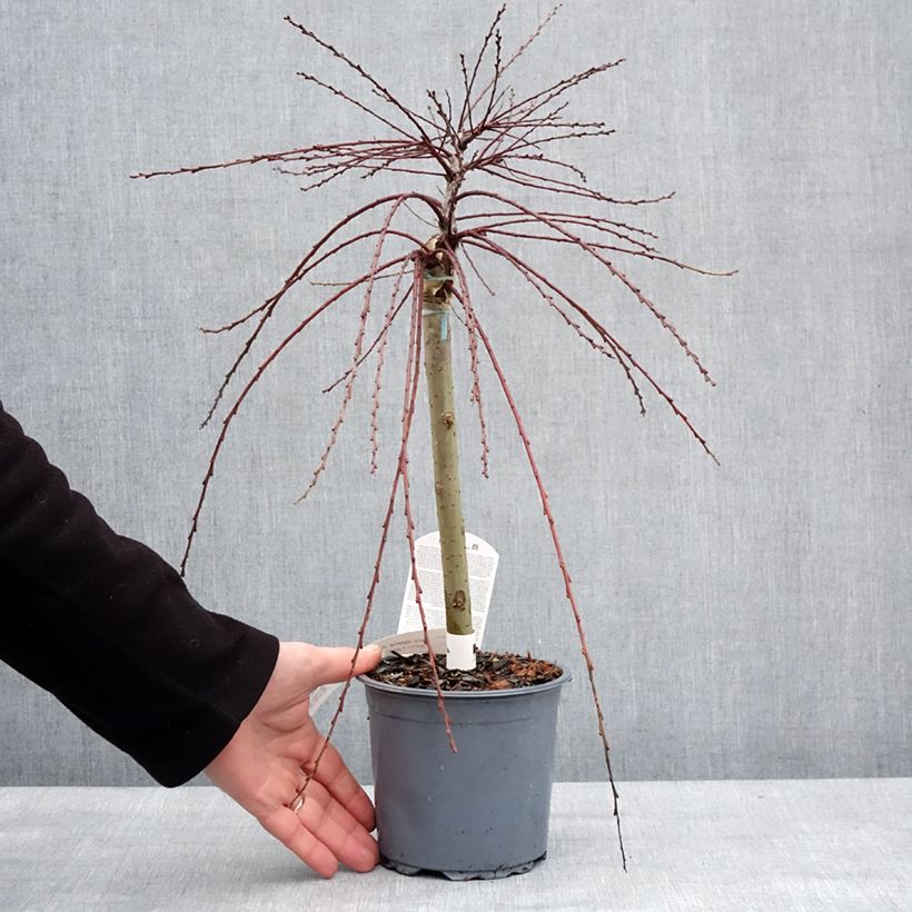 Salix repens Armando - Sauce rastrero Maceta 1,5L/2L Ejemplar entregado en invierno