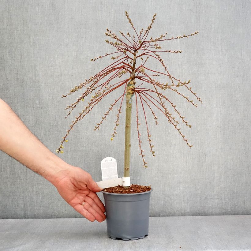 Salix repens Armando - Sauce rastrero Maceta 1,5L/2L, Rosal mini estándar Ejemplar entregado en la primavera