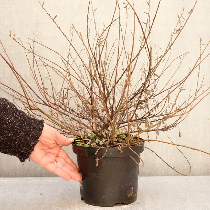 Salix repens Nitida - Sauce rastrero Maceta 2L/3L Ejemplar entregado en invierno