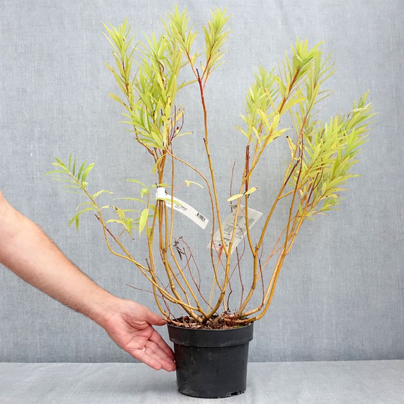 Ejemplar de Salix sachalinensis Sekka - Sauce Maceta 3L/4L entregado en verano