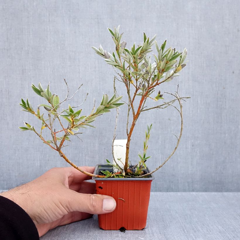 Ejemplar de Salix subopposita - Sauce Maceta de 8/9 cm entregado en otoño