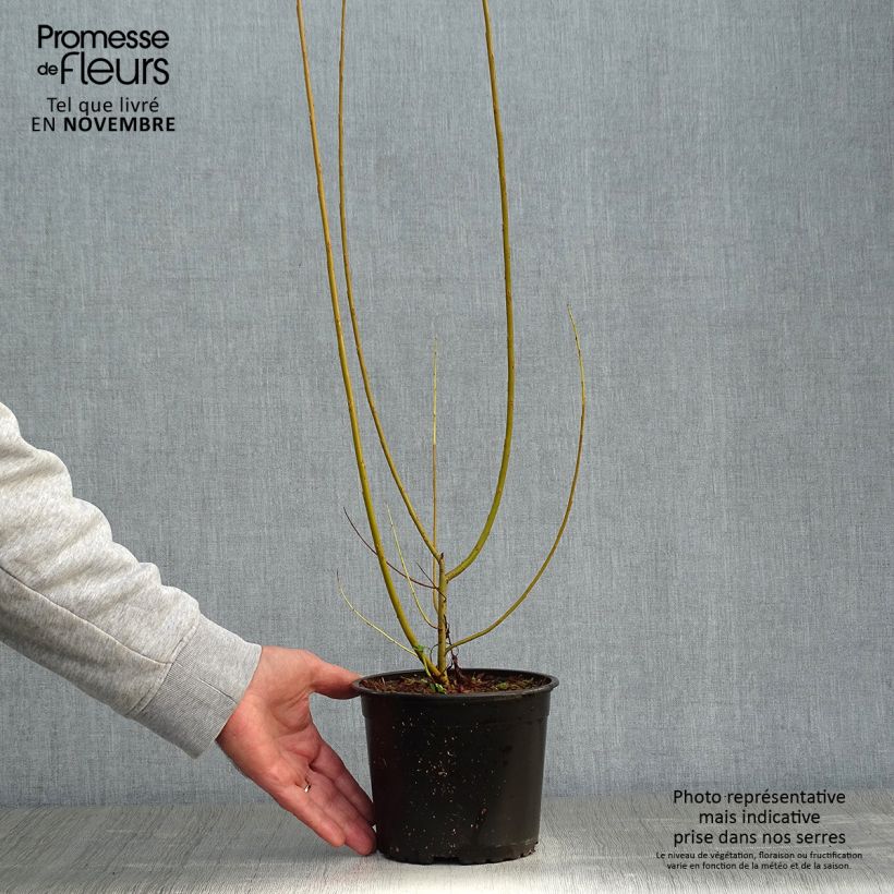 Ejemplar de Salix viminalis - Mimbrera blanca Maceta 1,5L/2L entregado en otoño
