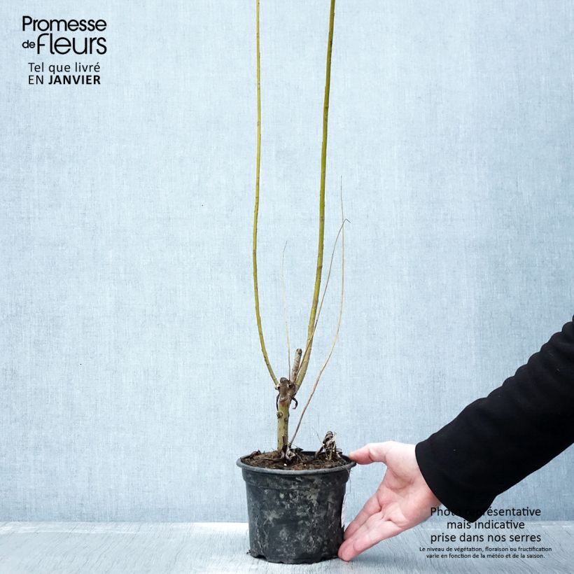Salix viminalis - Mimbrera blanca Maceta 1,5L/2L Ejemplar entregado en invierno