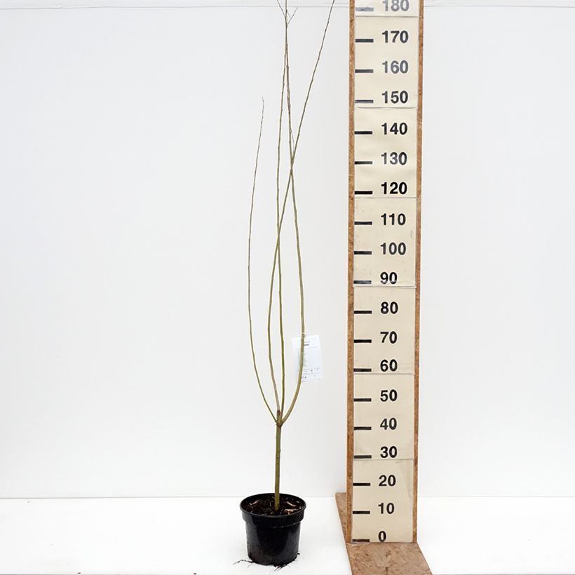 Salix x fragilis Bullata - Sauce Maceta 4L/5L Ejemplar entregado en invierno