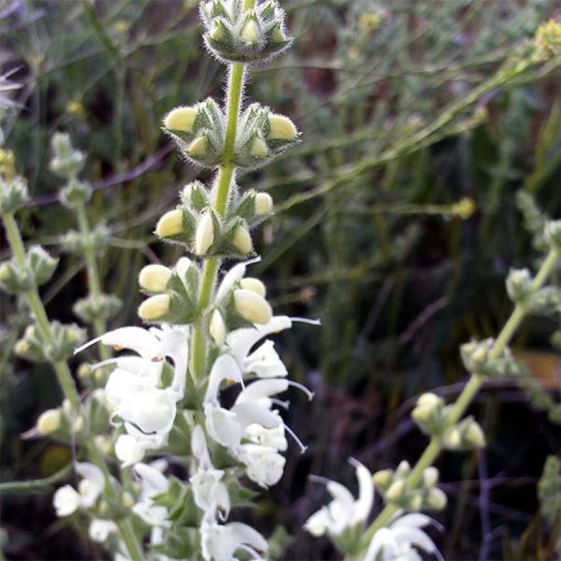 Salvia argentea - Salvia blanca (Floración)