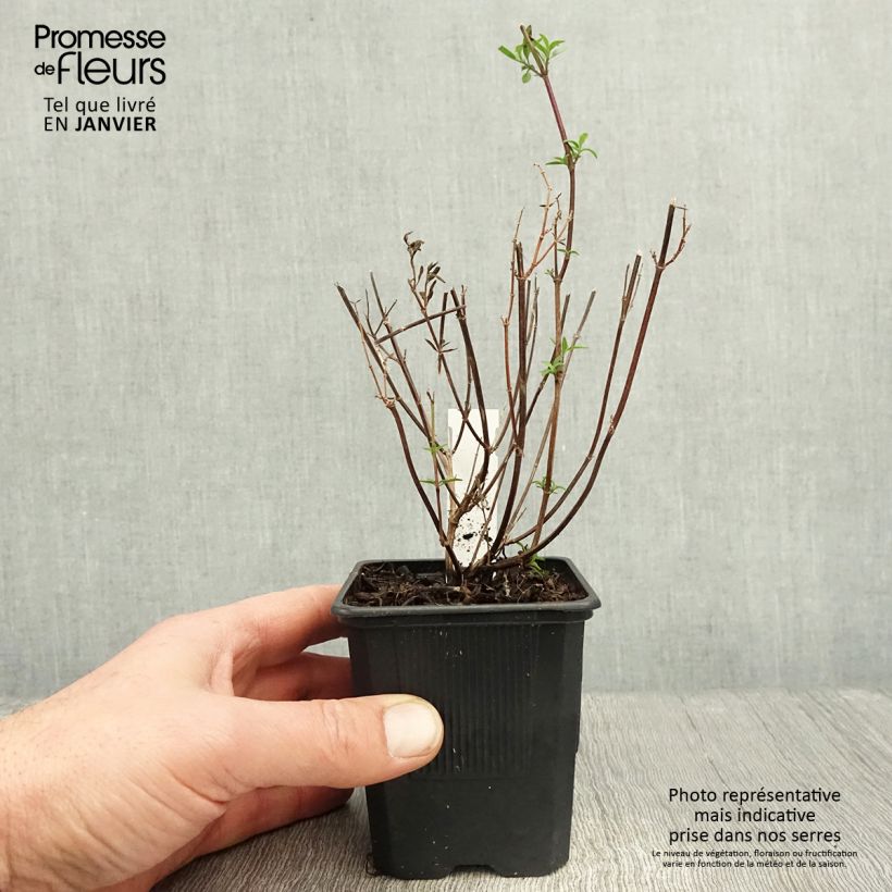 Salvia Dyson's Joy Maceta de 8/9 cm Ejemplar entregado en invierno