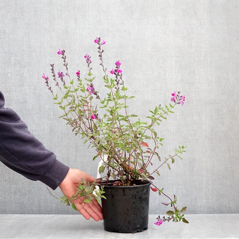 Salvia greggii ARCTIC BLAZE Purple - Salvia de otoño Maceta 2L/3L Ejemplar entregado en la primavera
