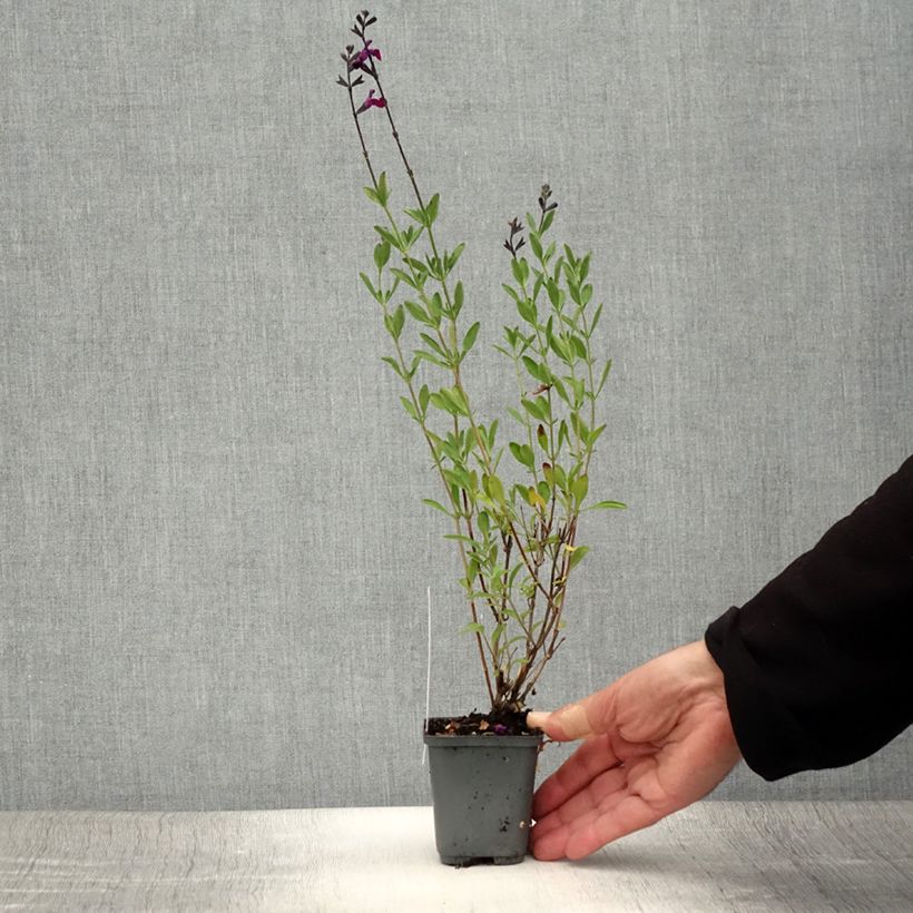Ejemplar de Salvia jamensis Violette de Loire Maceta de 7/8 cm entregado en verano