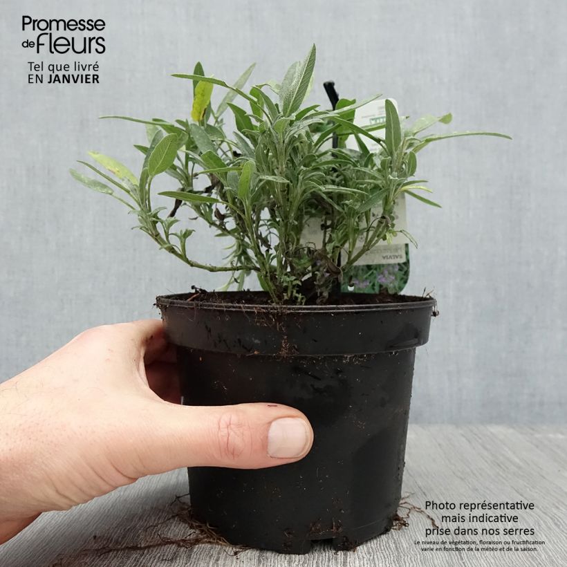 Salvia - Salvia lavandulifolia Maceta 1,5L/2L Ejemplar entregado en invierno