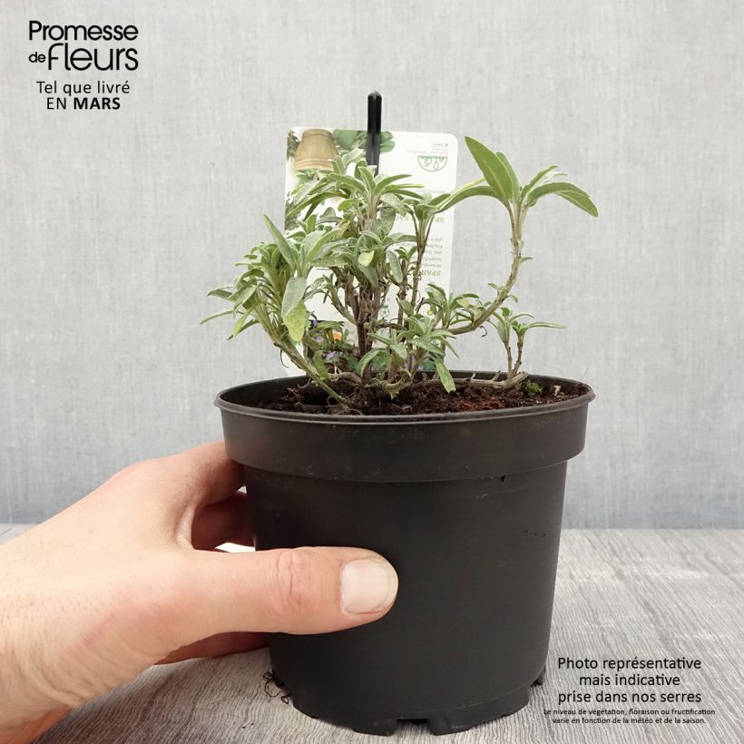 Salvia - Salvia lavandulifolia Maceta 1,5L/2L Ejemplar entregado en la primavera