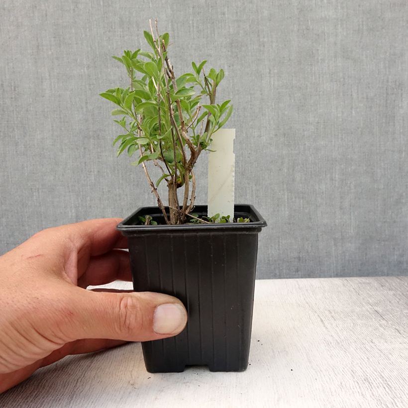 Ejemplar de Salvia microphylla Delice Aquamarine - Salvia rosa Maceta de 8/9 cm entregado en verano
