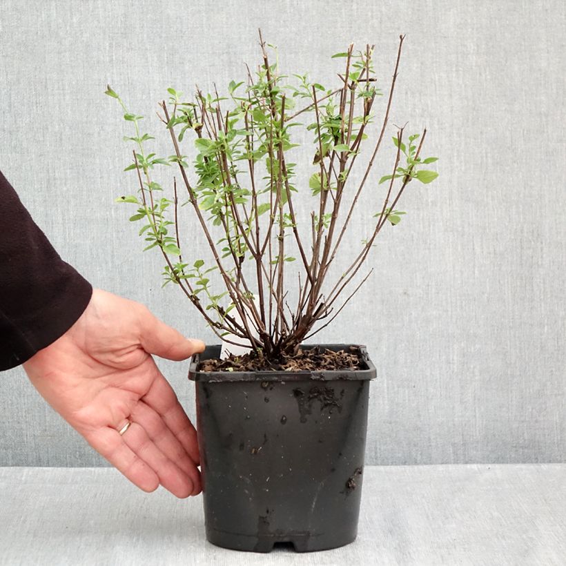 Ejemplar de Salvia Delice Fiona Maceta 2L/3L entregado en otoño