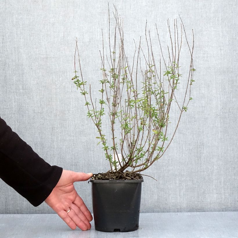 Salvia Delice Fiona Maceta 2L/3L Ejemplar entregado en la primavera