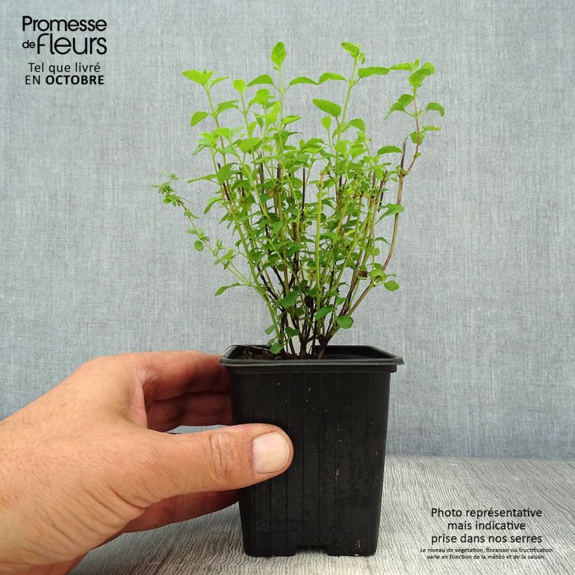 Ejemplar de Salvia microphylla Little Kiss - Salvia rosa Maceta de 8/9 cm entregado en otoño