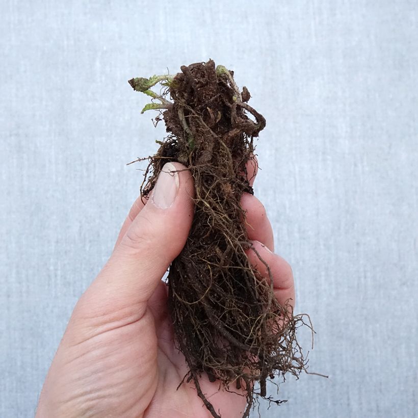 Salvia nemorosa Blauhügel Raíces desnudas Ejemplar entregado en invierno