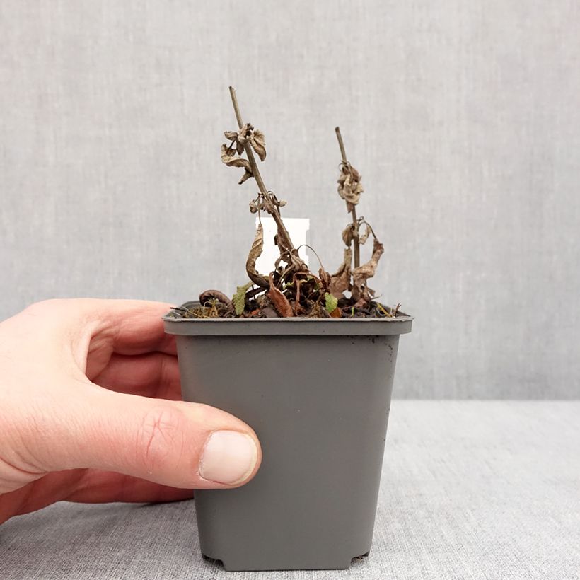 Salvia nemorosa Blue Bouquetta Maceta de 8/9 cm Ejemplar entregado en invierno