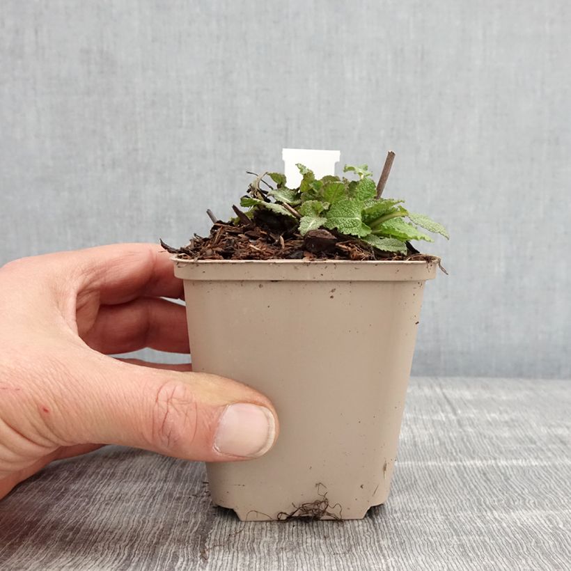 Salvia nemorosa Blue Bouquetta Maceta de 8/9 cm Ejemplar entregado en la primavera