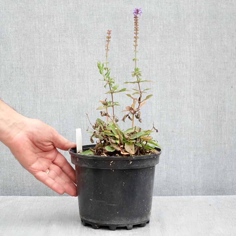 Ejemplar de Salvia nemorosa Blue Marvel Maceta 2L/3L entregado en otoño