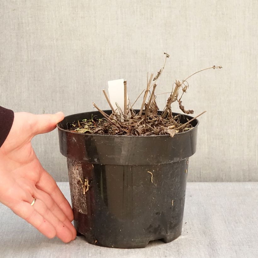 Salvia nemorosa Blue Marvel Maceta 2L/3L Ejemplar entregado en invierno