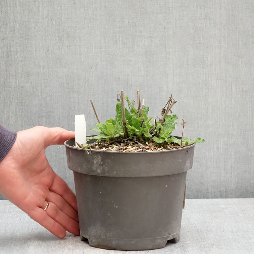 Salvia nemorosa Blue Marvel Maceta 2L/3L Ejemplar entregado en la primavera