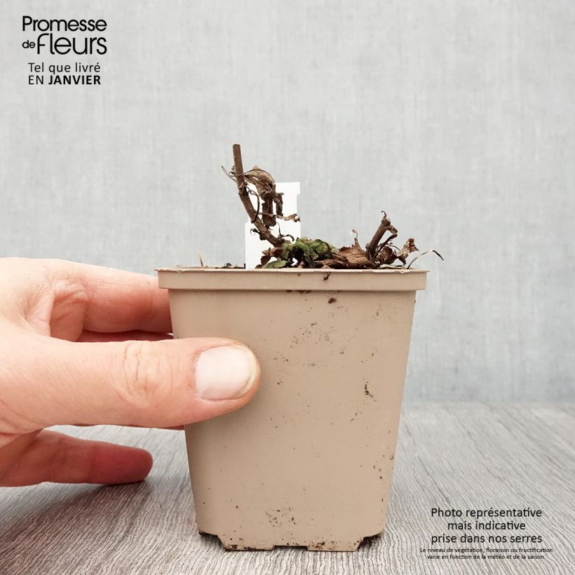 Salvia nemorosa Bumblesky Maceta de 8/9 cm Ejemplar entregado en invierno