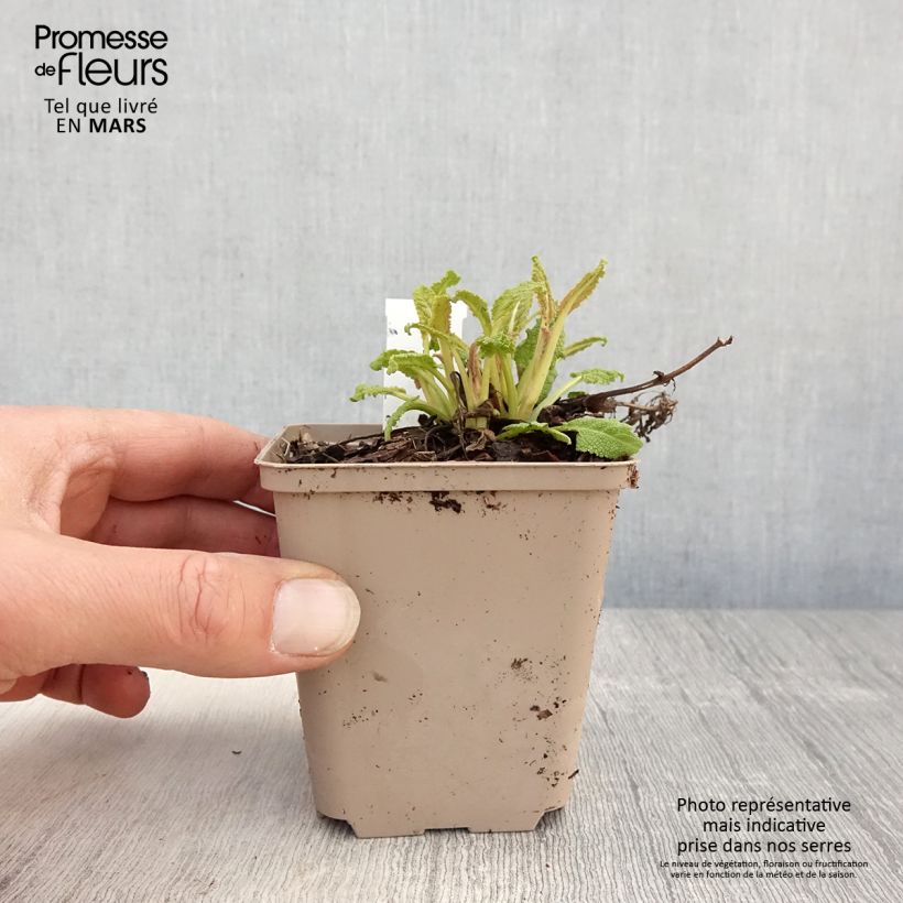 Salvia nemorosa Bumblesky Maceta de 8/9 cm Ejemplar entregado en la primavera