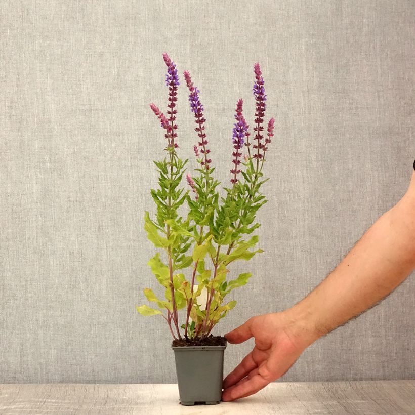 Ejemplar de Salvia nemorosa Caradonna Compact Maceta de 8/9 cm entregado en verano