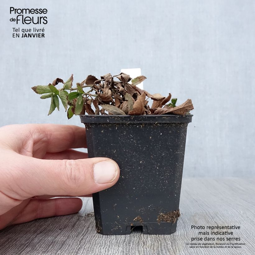 Salvia nemorosa Caradonna Compact Maceta de 8/9 cm Ejemplar entregado en invierno