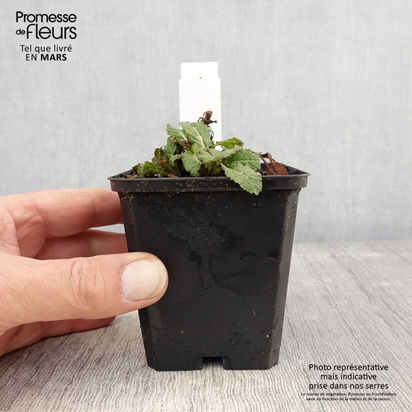 Salvia nemorosa Caradonna Compact Maceta de 8/9 cm Ejemplar entregado en la primavera