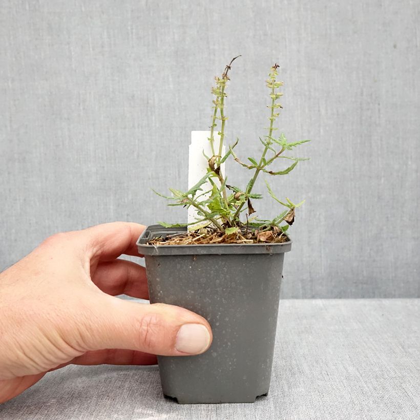 Ejemplar de Salvia nemorosa Feathers Flamingo Maceta de 7/8 cm entregado en otoño