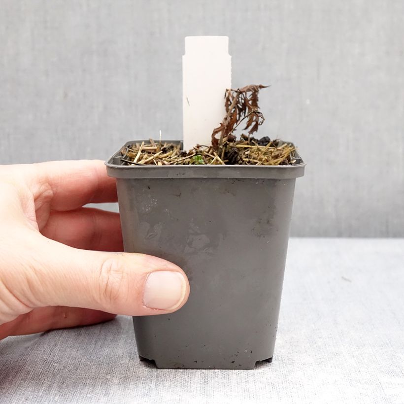 Salvia nemorosa Feathers Flamingo Maceta de 7/8 cm Ejemplar entregado en invierno