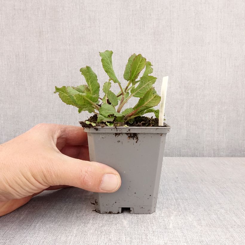 Salvia sylvestris Katsjing Maceta de 8/9 cm Ejemplar entregado en la primavera